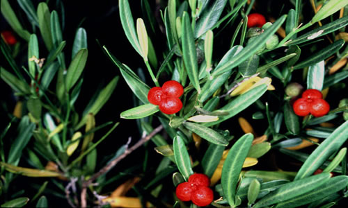 olivella