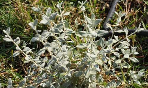 olivella