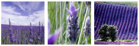 planta medicinal lavanda