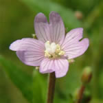 Epilobio de flor pequeña