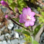 Epilobio de flor pequeña