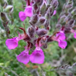 Planta Maro, fotos