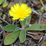 Vellosilla, planta medicinal, fotos