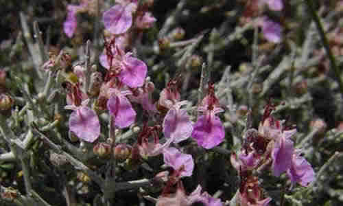 planta maro