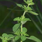 Fotos de oregano