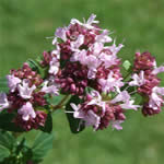 Fotos de oregano Fotos de oregano