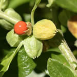 Bufera o Ashwagandha, fotos Bufera o Ashwagandha, fotos
