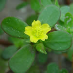 verdolaga, planta, fotos