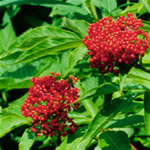 Sambucus ebulus o yezgo, fotos
