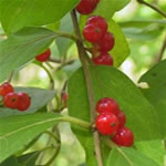 Sambucus ebulus o yezgo, fotos