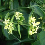 Vencetosigo planta medicinal