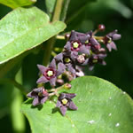 Vencetosigo planta medicinal