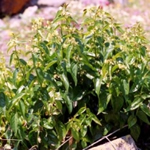 Vencetosigo planta medicinal