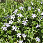 plantas medicinales - Vincapervinca