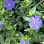 plantas medicinales - Vincapervinca