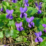 violeta, fotos