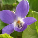 violeta, fotos