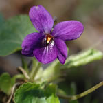 violeta, fotos violeta, fotos