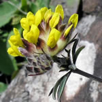 planta vulneraria, fotos planta vulneraria, fotos