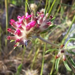 planta vulneraria, fotos