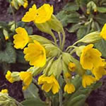 primula officinalis 