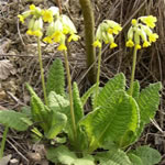 primula officinalis