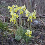 primula officinalis