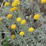 abrotamo hembra planta medicinal
