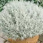 abrotamo hembra planta medicinal