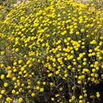 abrotamo hembra planta medicinal