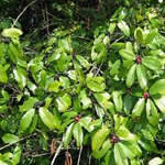 frangula planta medicinal