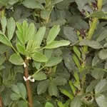 fotos haba planta medicinal