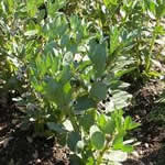 fotos haba planta medicinal