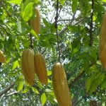ipecacuana planta medicinal