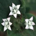 ipecacuana planta medicinal
