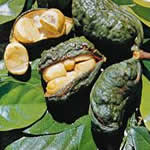 kola planta medicinal