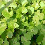 kola planta medicinal