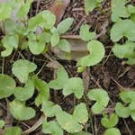 kola planta medicinal