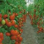 tomate comp plantas medicinales