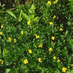 tormentila planta medicinal