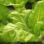 plantas medicinales acelga