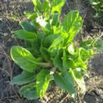 plantas medicinales acelga