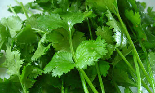 fotos de la planta cilantro