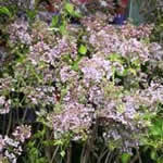 planta medicinal lilo