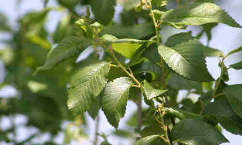 planta olmo