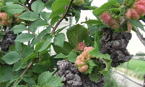 planta olmo