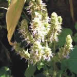 fotos pachuli plantas medicinales