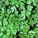 planta medicinal perejil