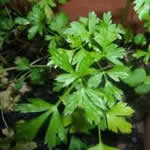 planta medicinal perejil