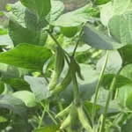 soja planta medicinal